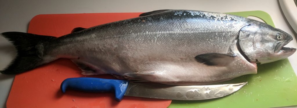 Freshly caught King salmon
