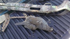Quail from a scouting hunt