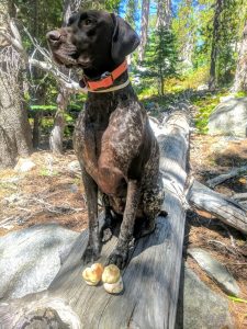 Bullseye with King Boletes (porcini)